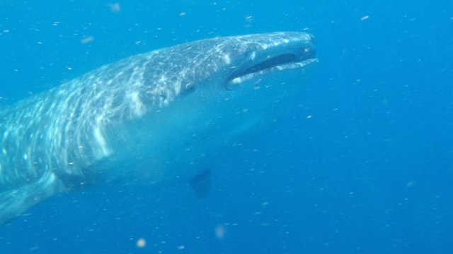  Conheça o tubarão-baleia 